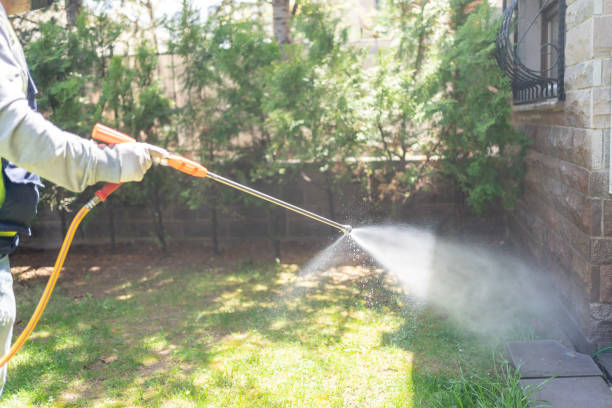 Wasp Removal Services in Vallejo, CA